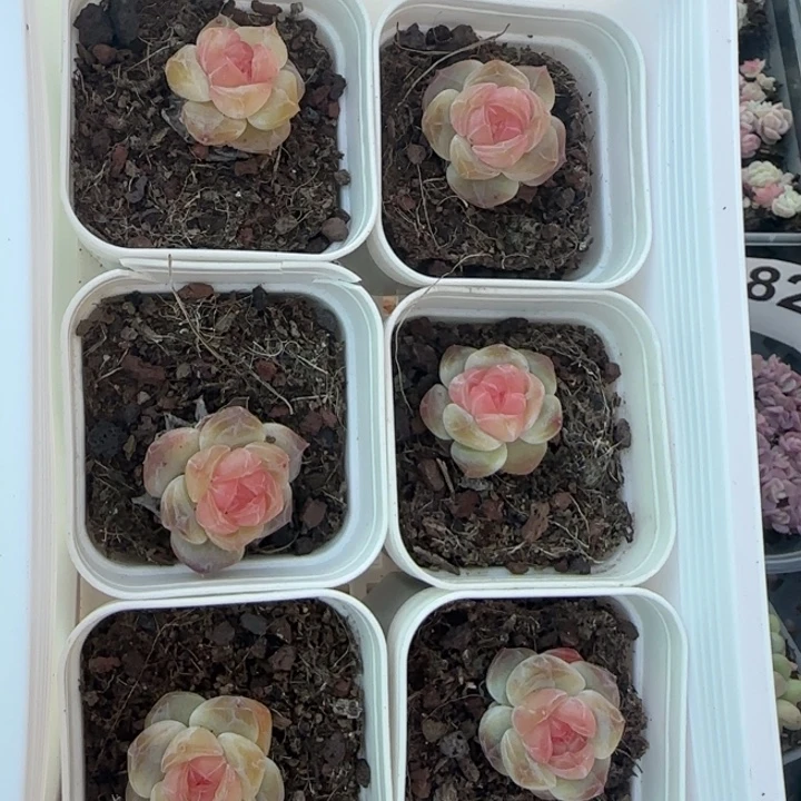 风花雪月三颗一组带盆发货