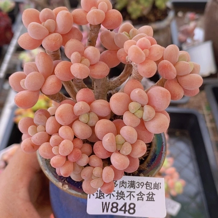 鱼子酱老桩有砍9cm848多肉植物