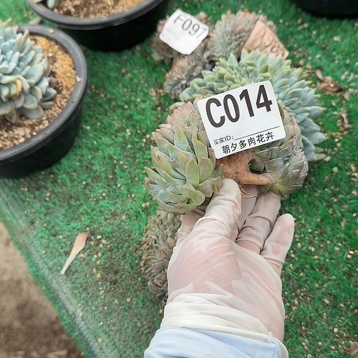 橘*?星影缀化呀呀呀呀呀