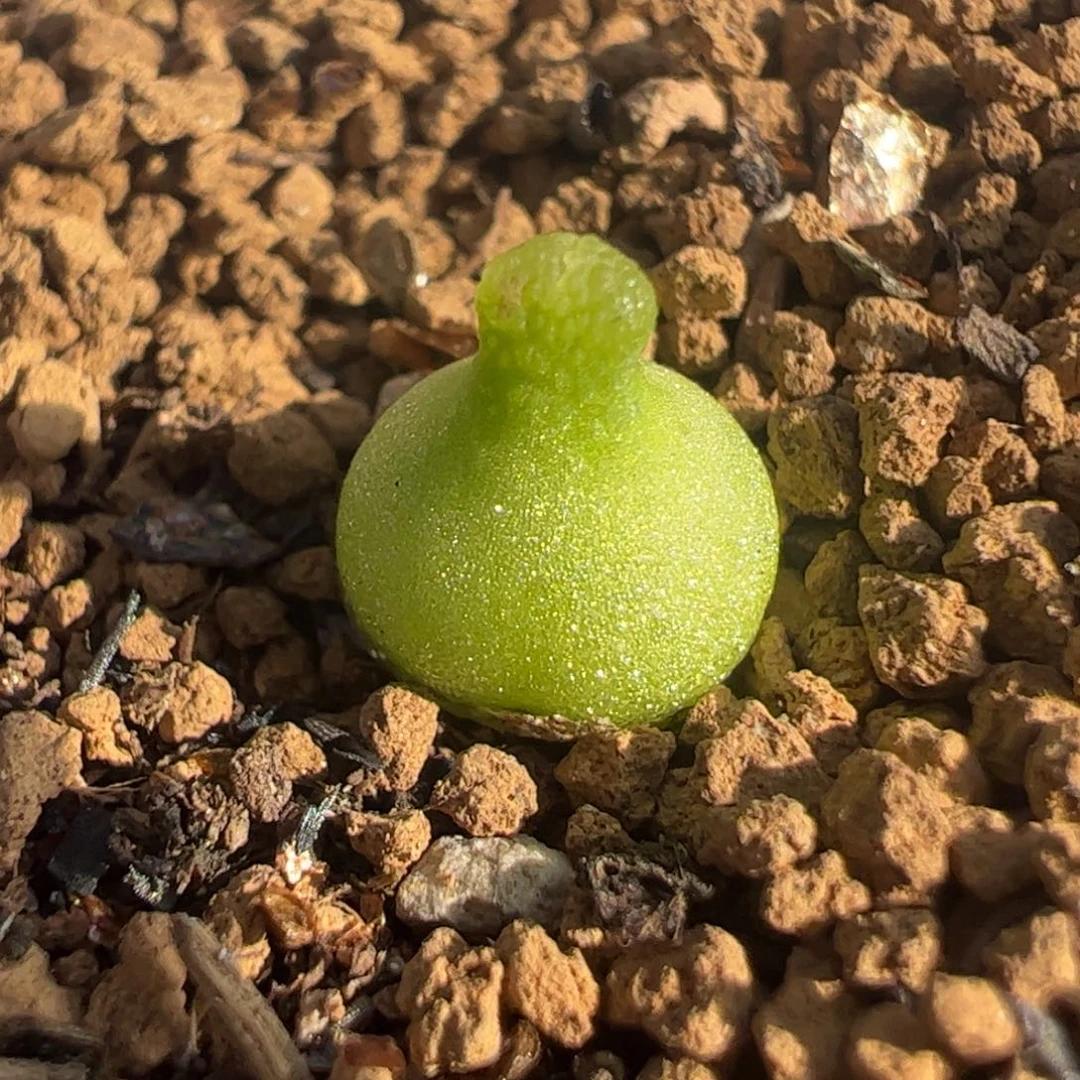 小葫芦5年母本多肉植物百科