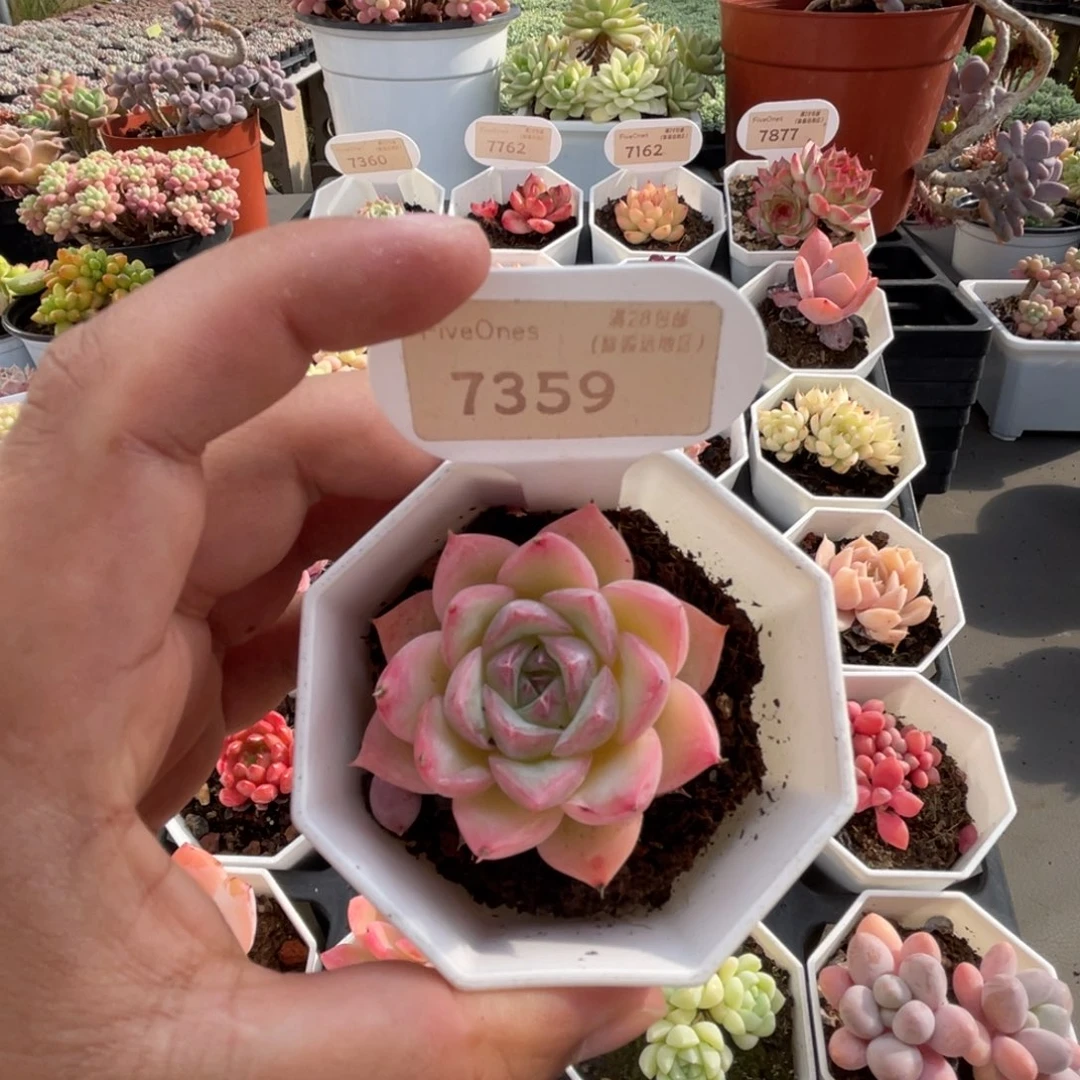 7359水晶玫瑰 4.5厘米