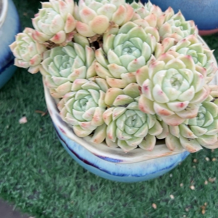 黄***粒74粉月影带盆一个