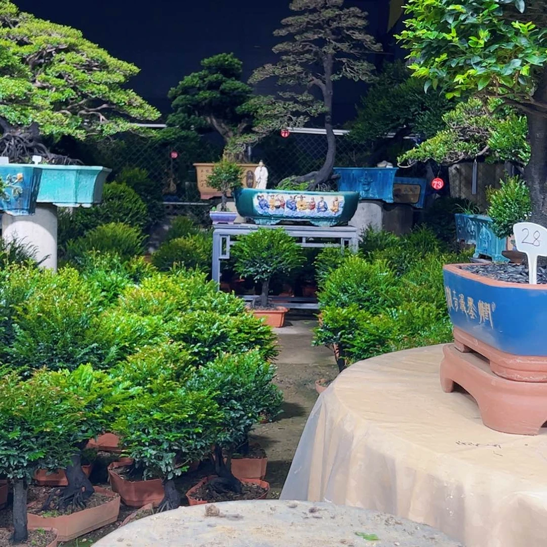 当前无花朵，栽培后可花朵迪*拉秀明园艺秀明圆艺