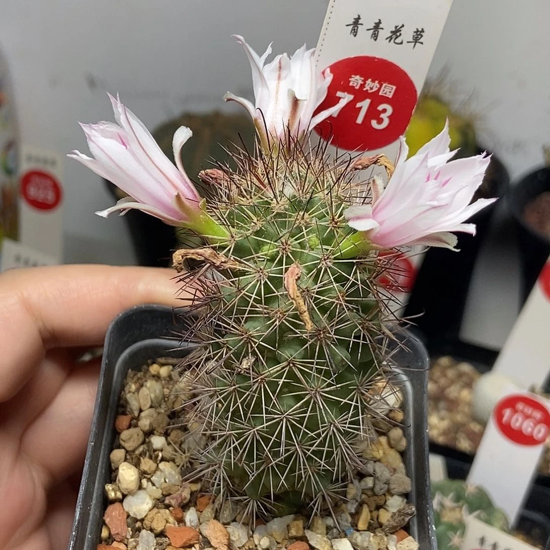 实生秀明殿一棵仙人球