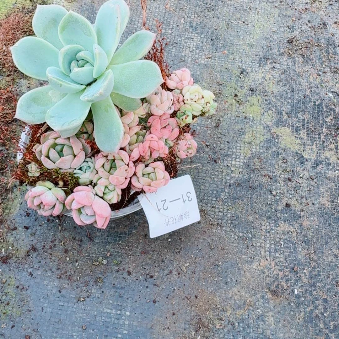 宽叶美尼珍妮切糕一份量拍31-21