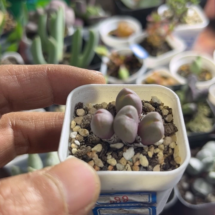 不知道是少将口迪088