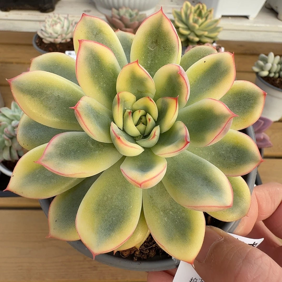 荷花锦11111212-58