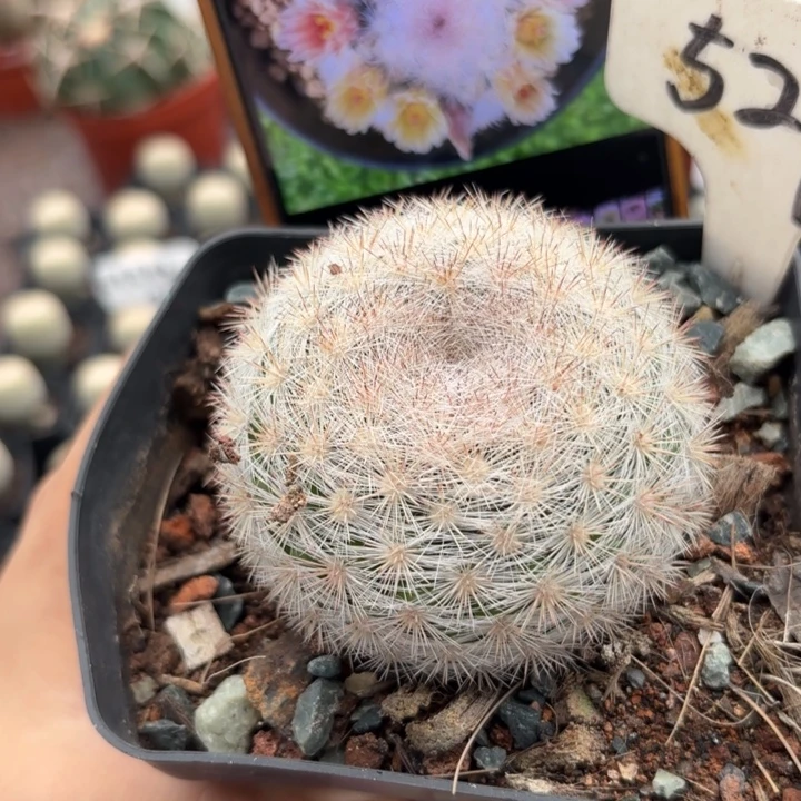 527实生满月好养皮实