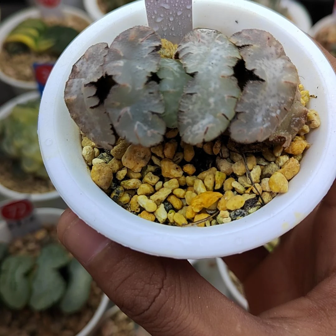 虎姬玉扇 5.5厘米左右一物一拍带盆