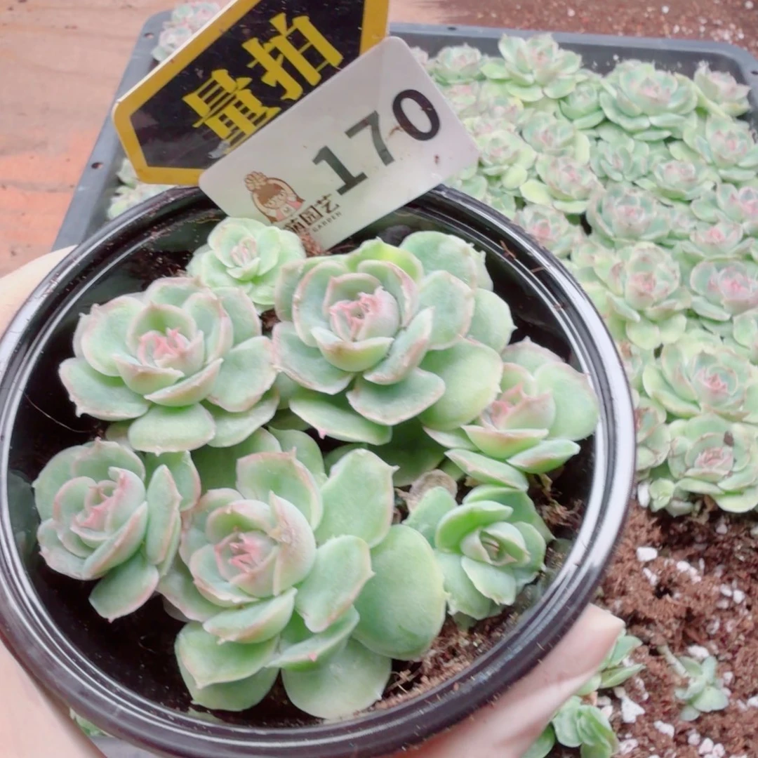 多肉植物多肉植物