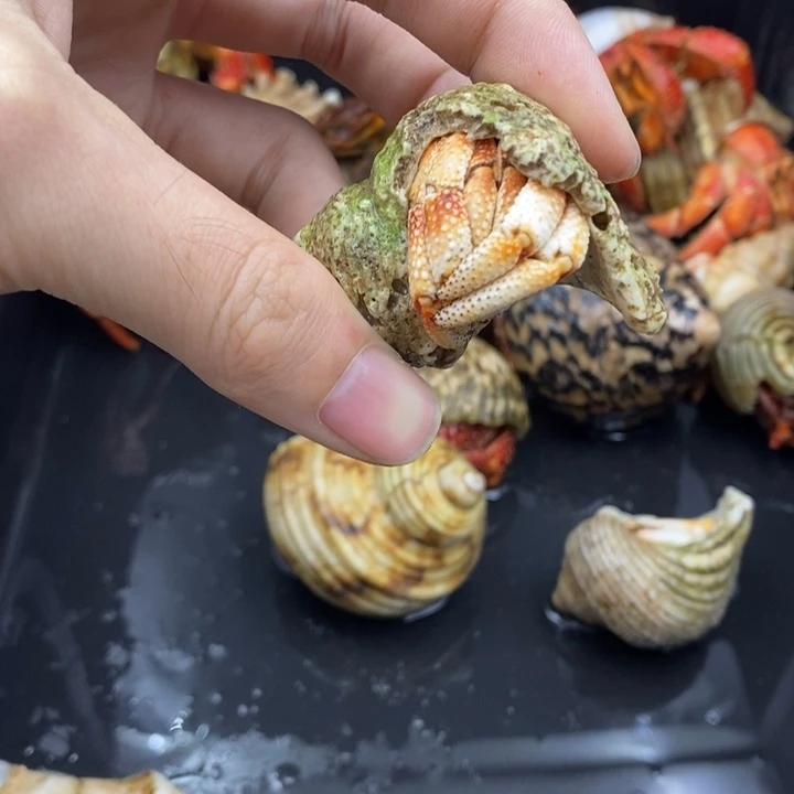 2.3口毛里求斯草莓