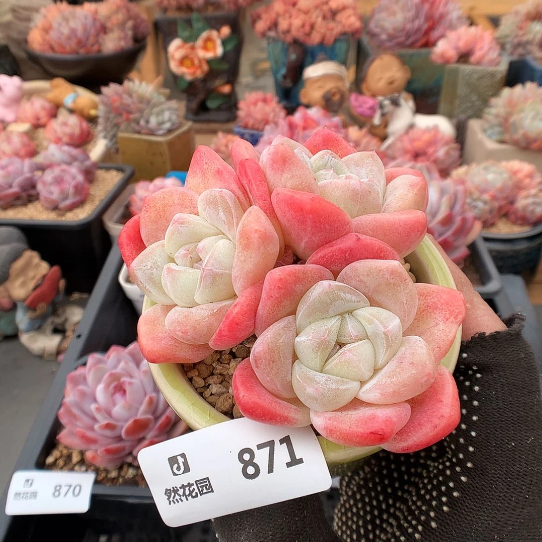 871冰玉多肉植物6666