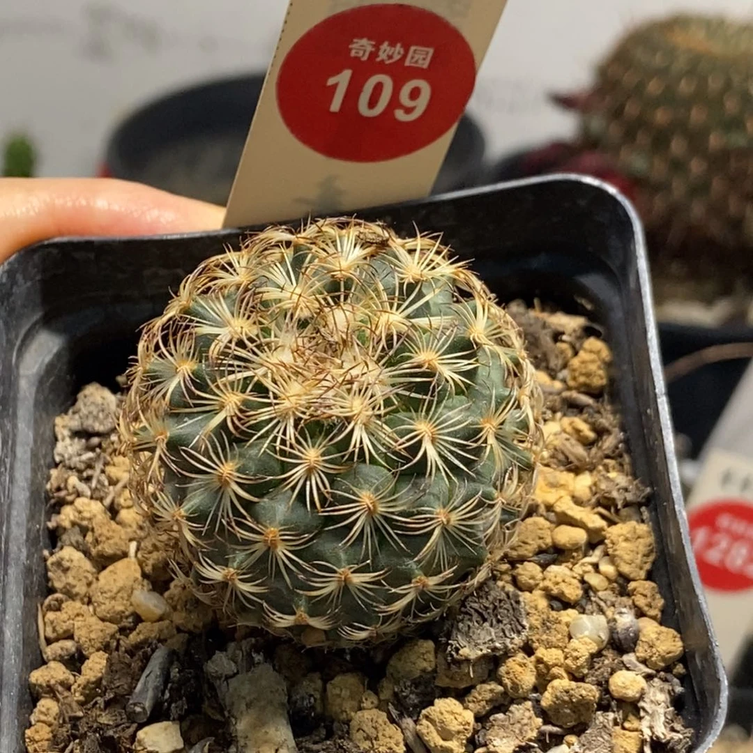 实生伊莎贝拉娇丽3.8cm