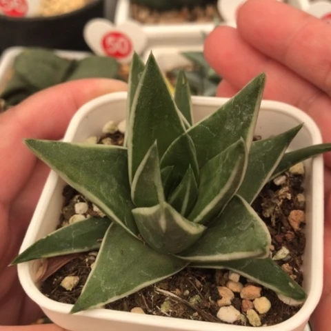 白折瑞鹤带盆发货哈哈