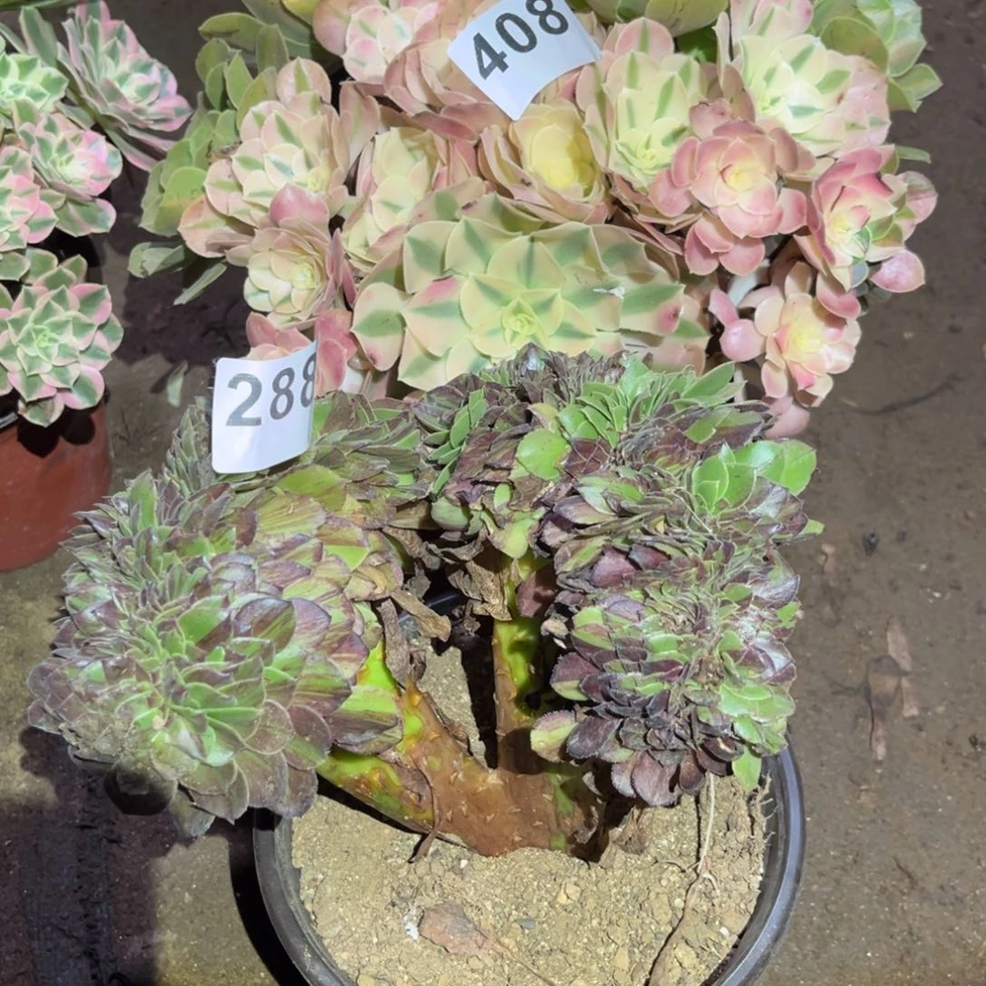 花月夜缀化288号法师