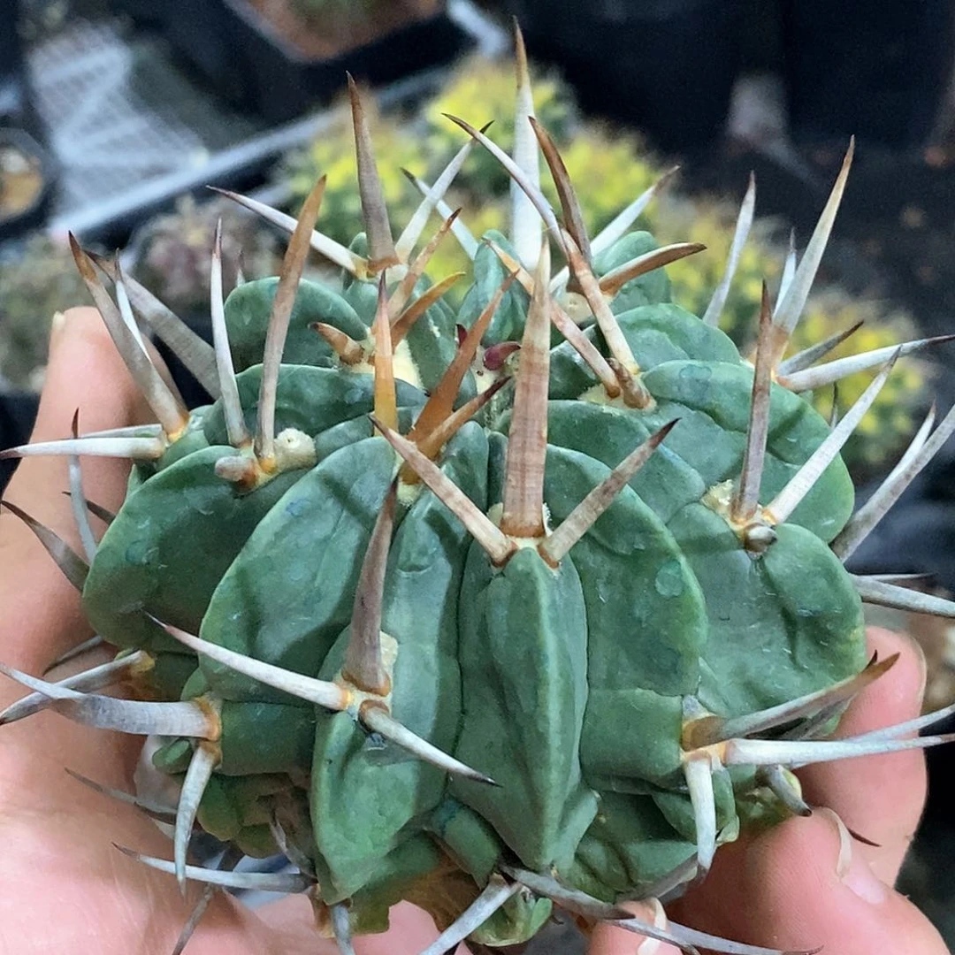 花**?孤品实生苗接粗刺暴刺龙剑丸（已出根）