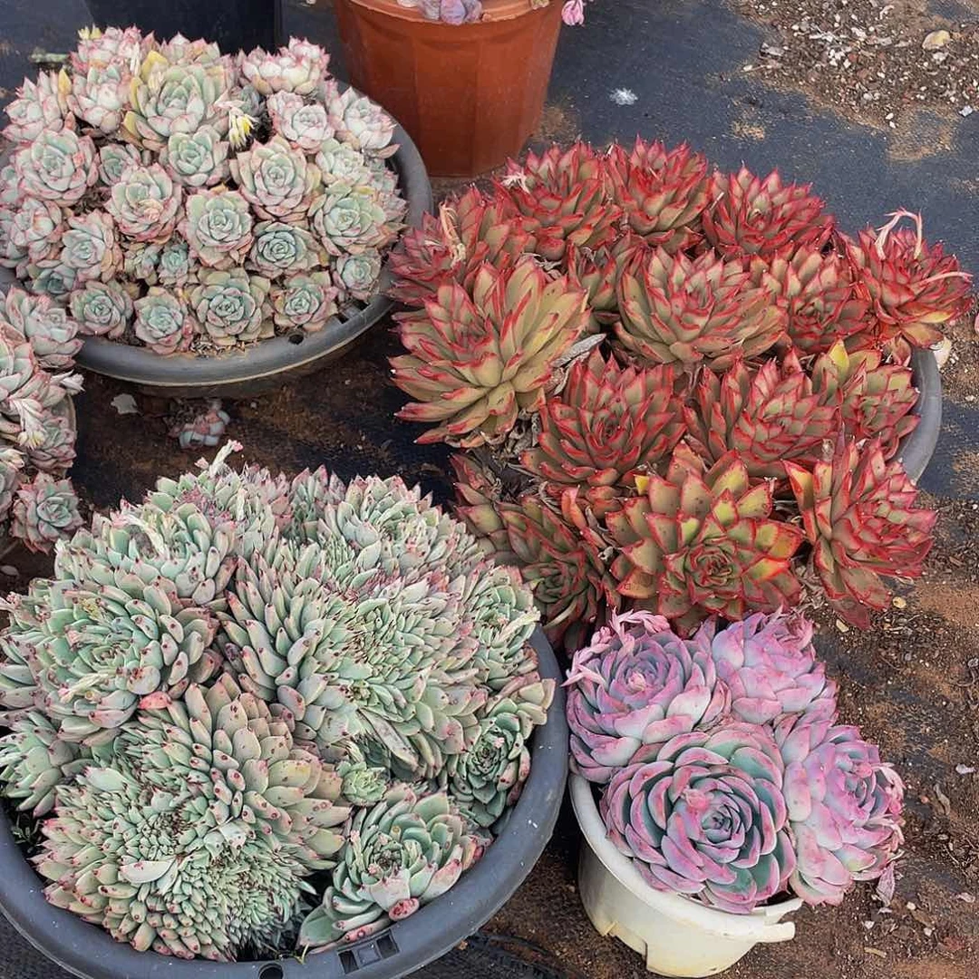 绿爪缀化1织锦带盆土1，吉赛尔带盆土1，送侧影1组合98