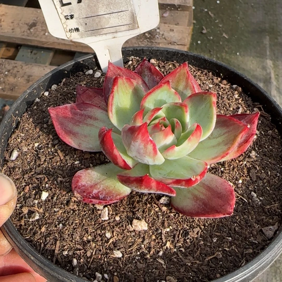 惊鸿一物一拍包装收缩花旱763