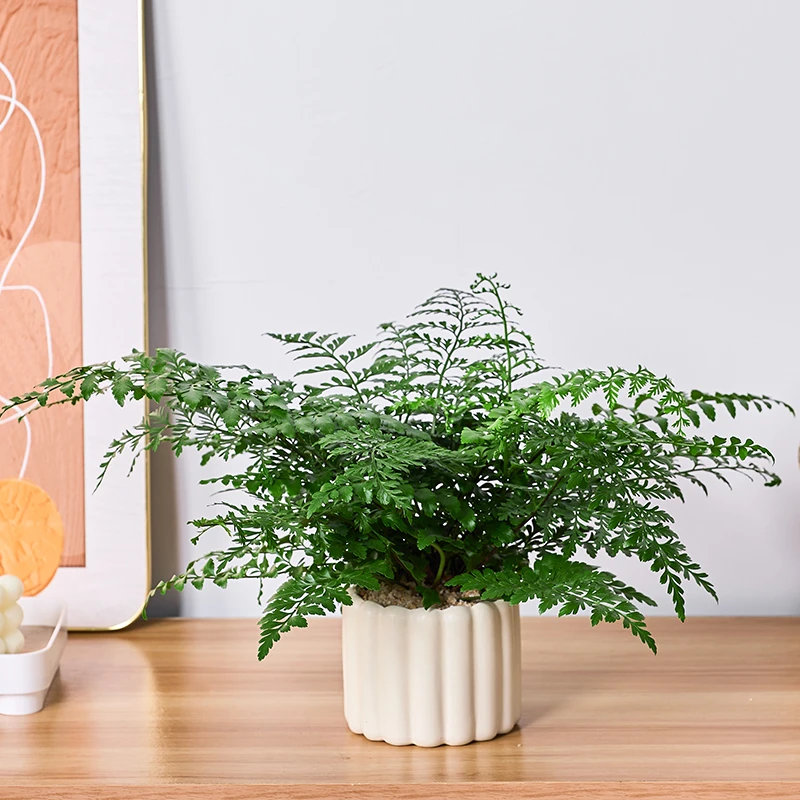 吉姆蕨绿植盆栽蕨类植物网红室内客厅四季常绿花卉吸甲醛净化空气