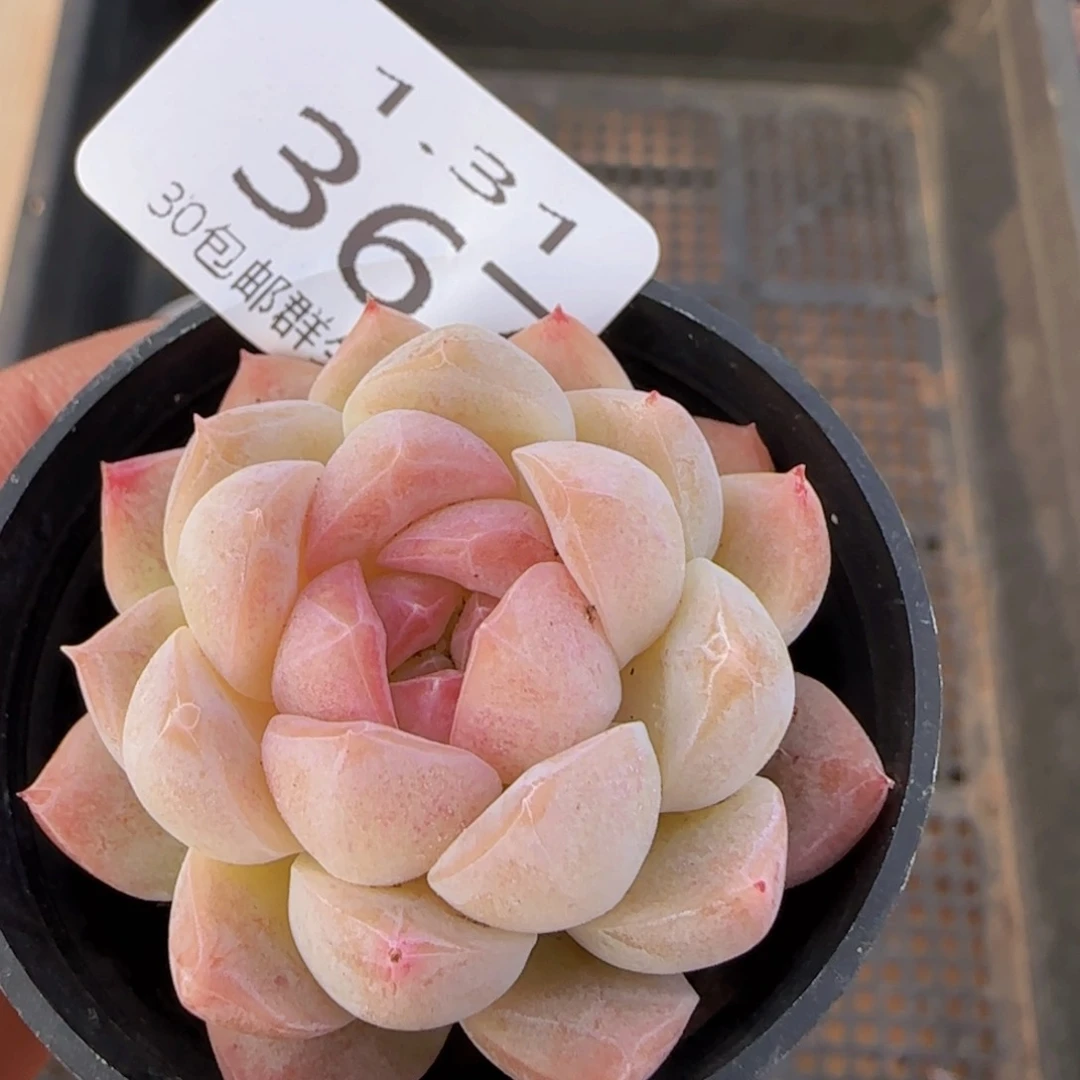 白桃汽水单头一颗