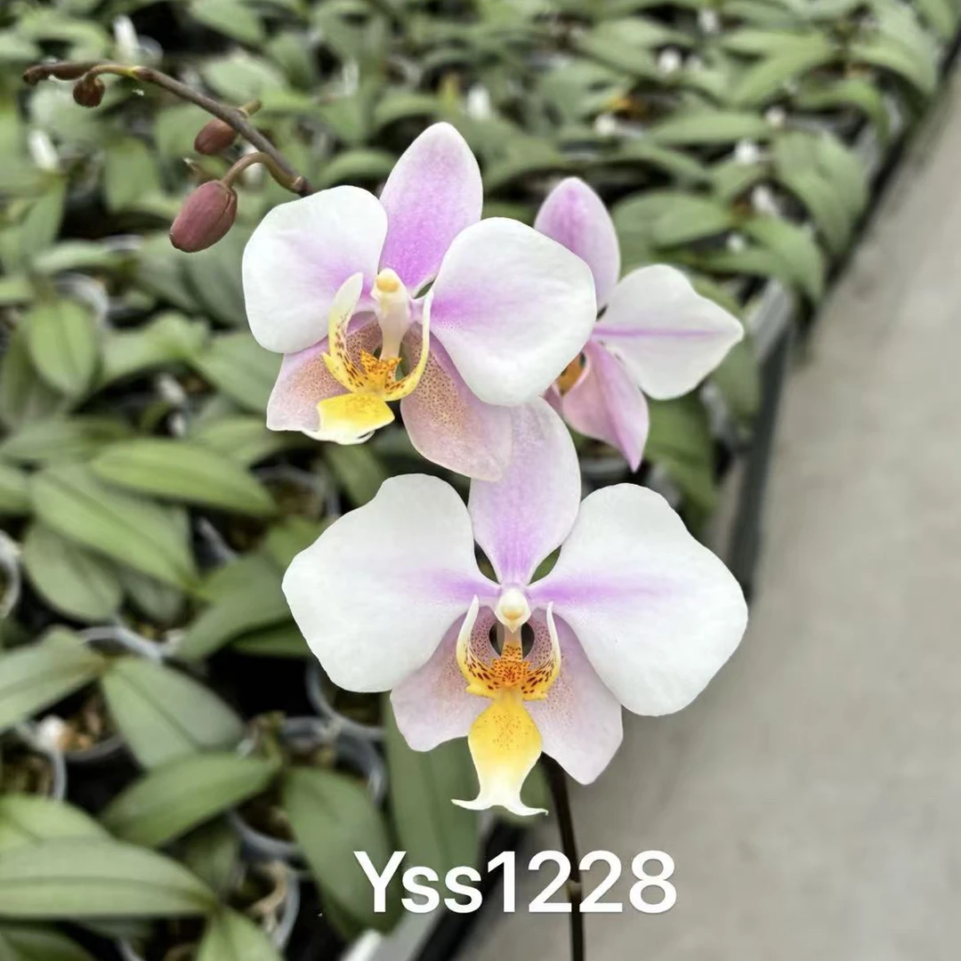 YSS1228 蜻蜓交小红 3寸 花剑株 蝴蝶兰 少根
