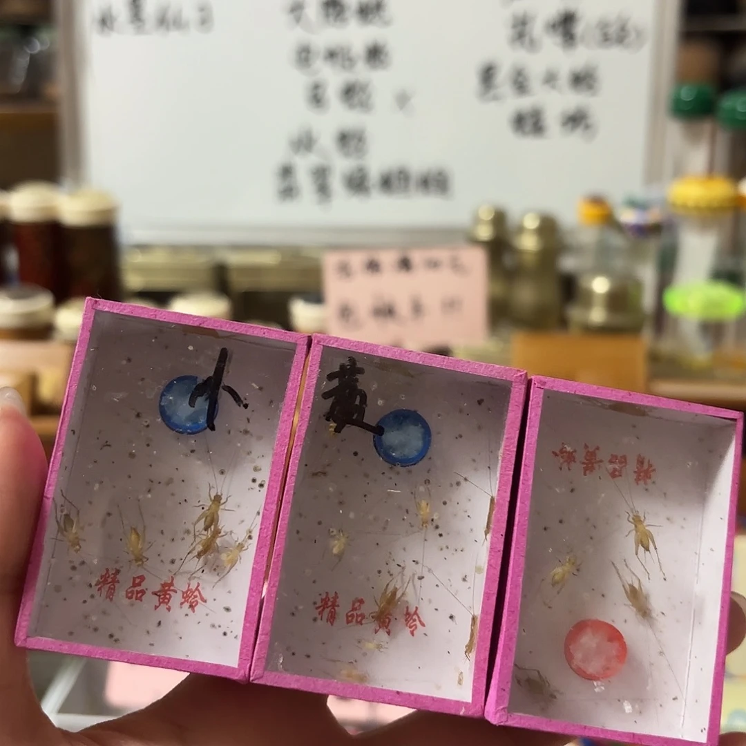 三盒小黄 一盒5只