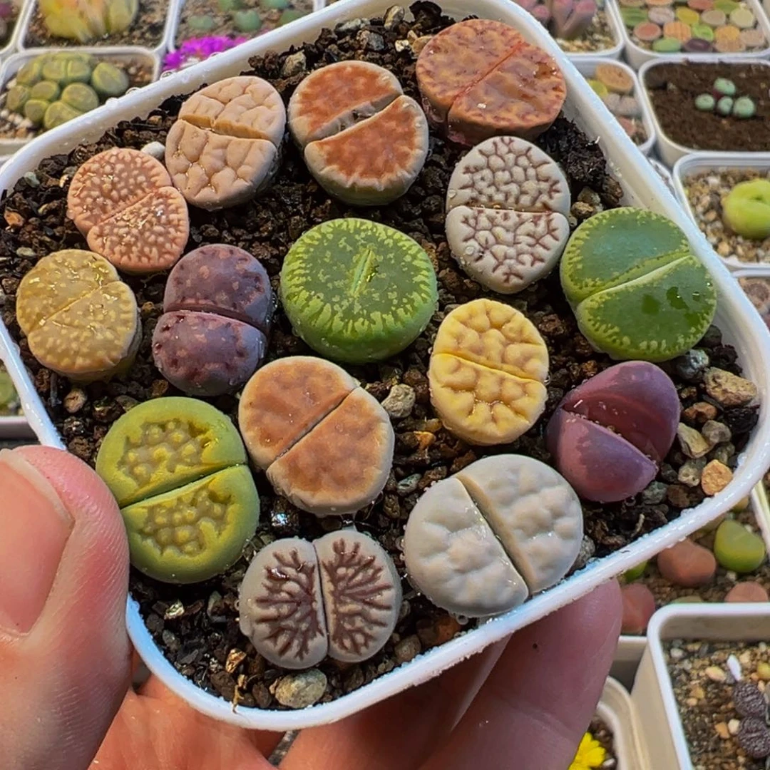 051多肉植物种类多样