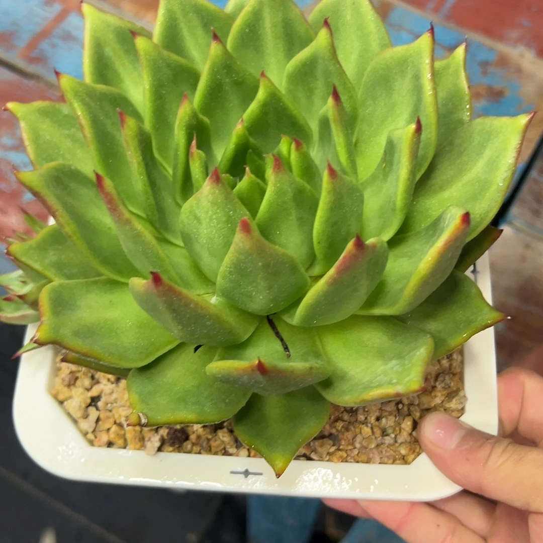 多肉植物一物一拍017