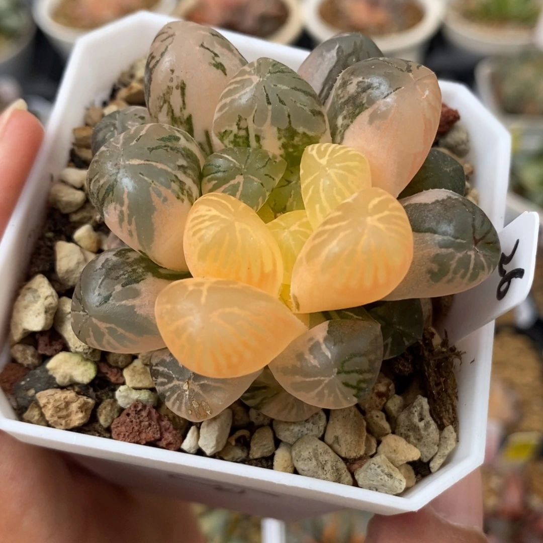26塑料皮玉露锦一物一拍