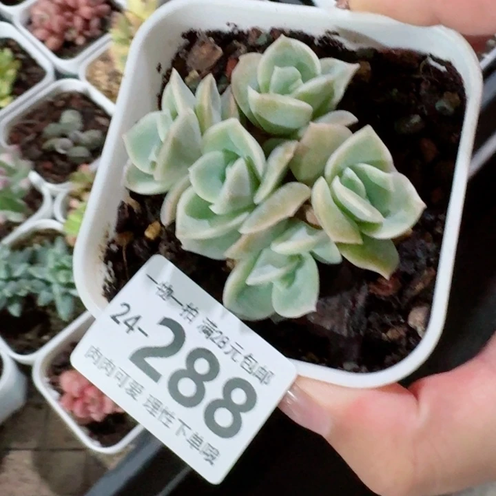 可爱玫瑰无盆土发货无盆土