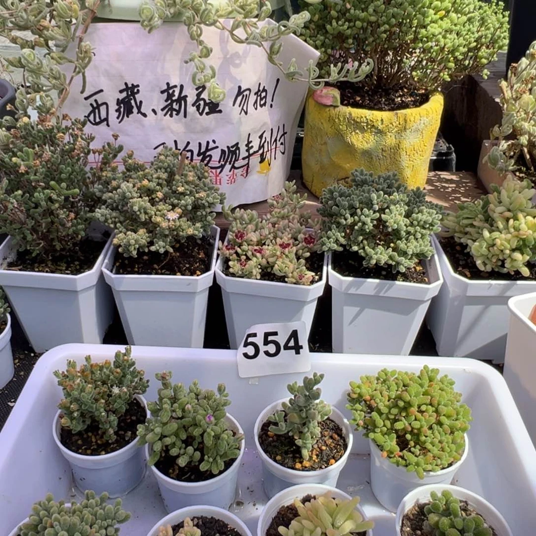 多肉植物枝干8颗