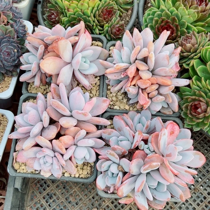 精品多肉植物老桩随机发一棵粉兔群