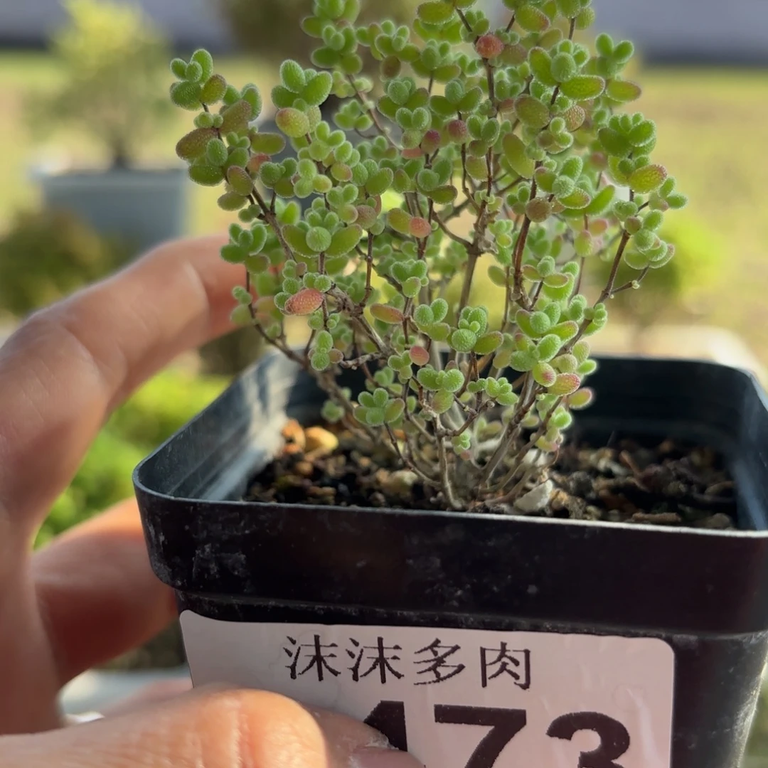 473蜜橘糖球开播福利