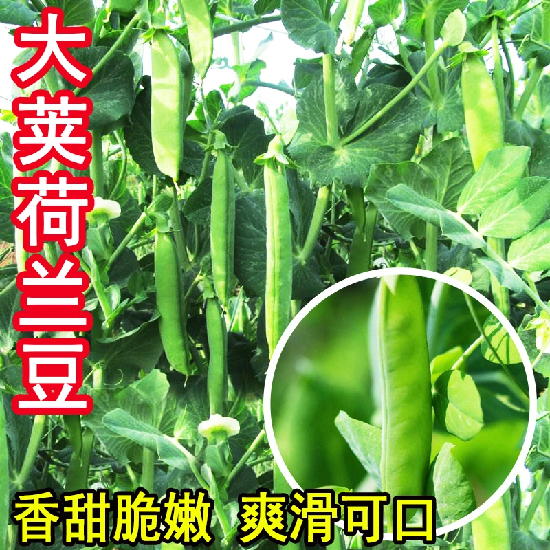 荷兰豆种子豌豆尖四季菜种大全甜豌豆种籽蔬菜种子农家菜籽发芽