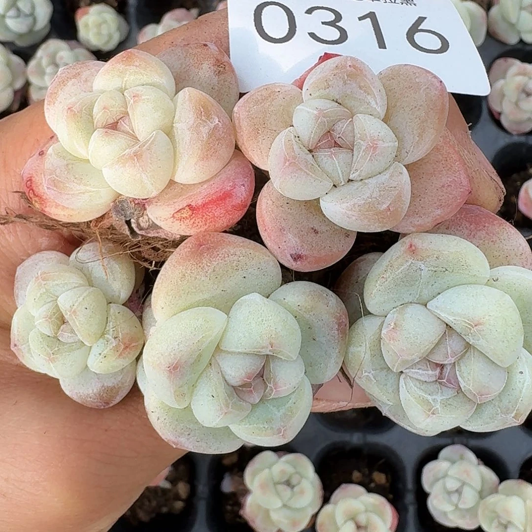 杂交新品珍妮多肉316