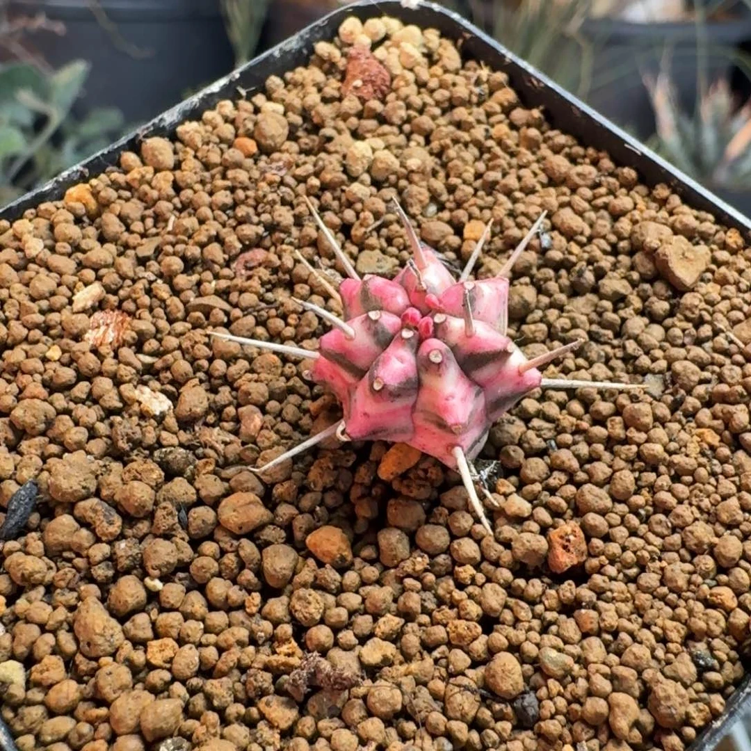 斑马锦一物一拍多肉