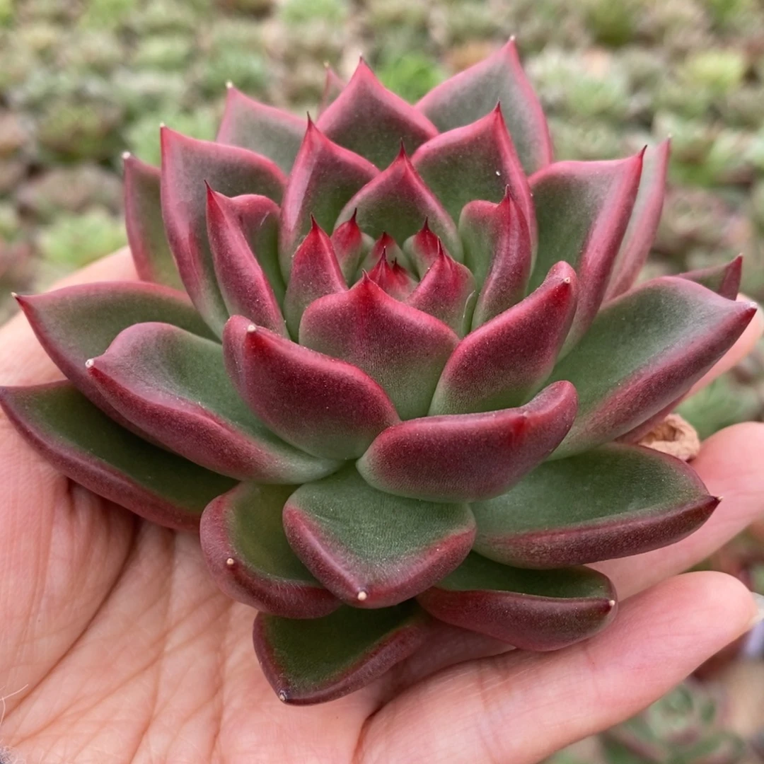 无花朵140 号东云系多肉植物