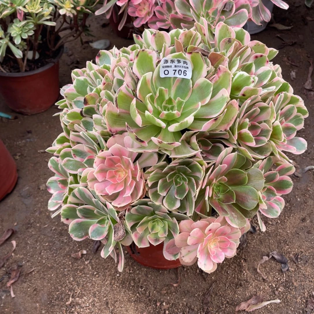 706妖月多肉法师断枝不包