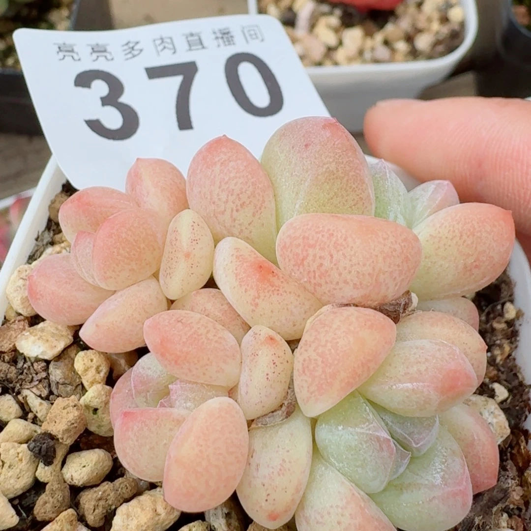 冰玉群生            精美多肉植物
