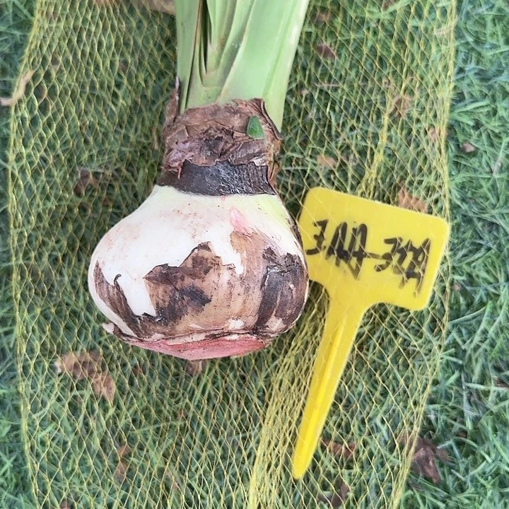 珊瑚之星样品球一个