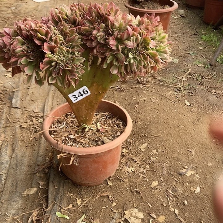 346女神缀化老板子