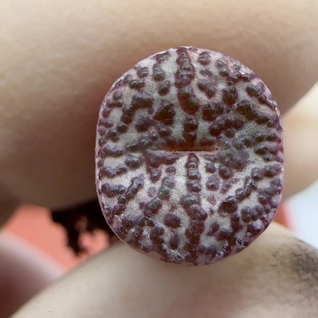 753安贞福利福利