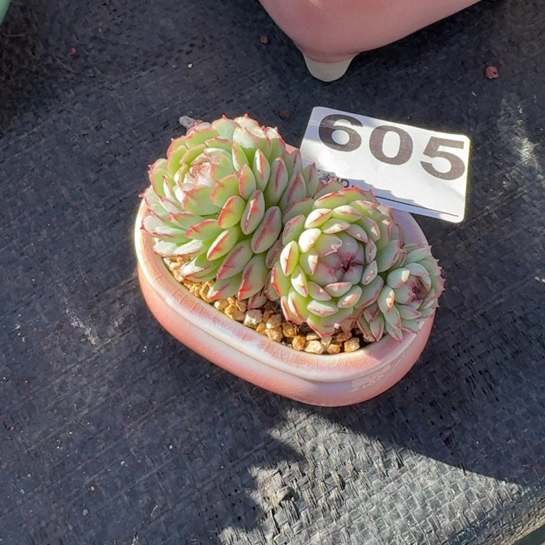 静***静小红船多肉带盆发货605
