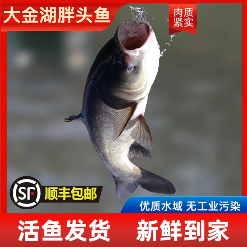 （顺丰冷链）一家四口2.5斤大金湖有机鱼鲜活快递到家