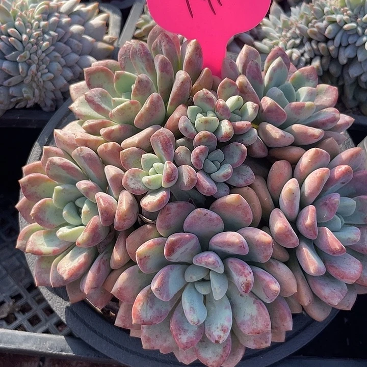 花斑鹿多肉植物群910