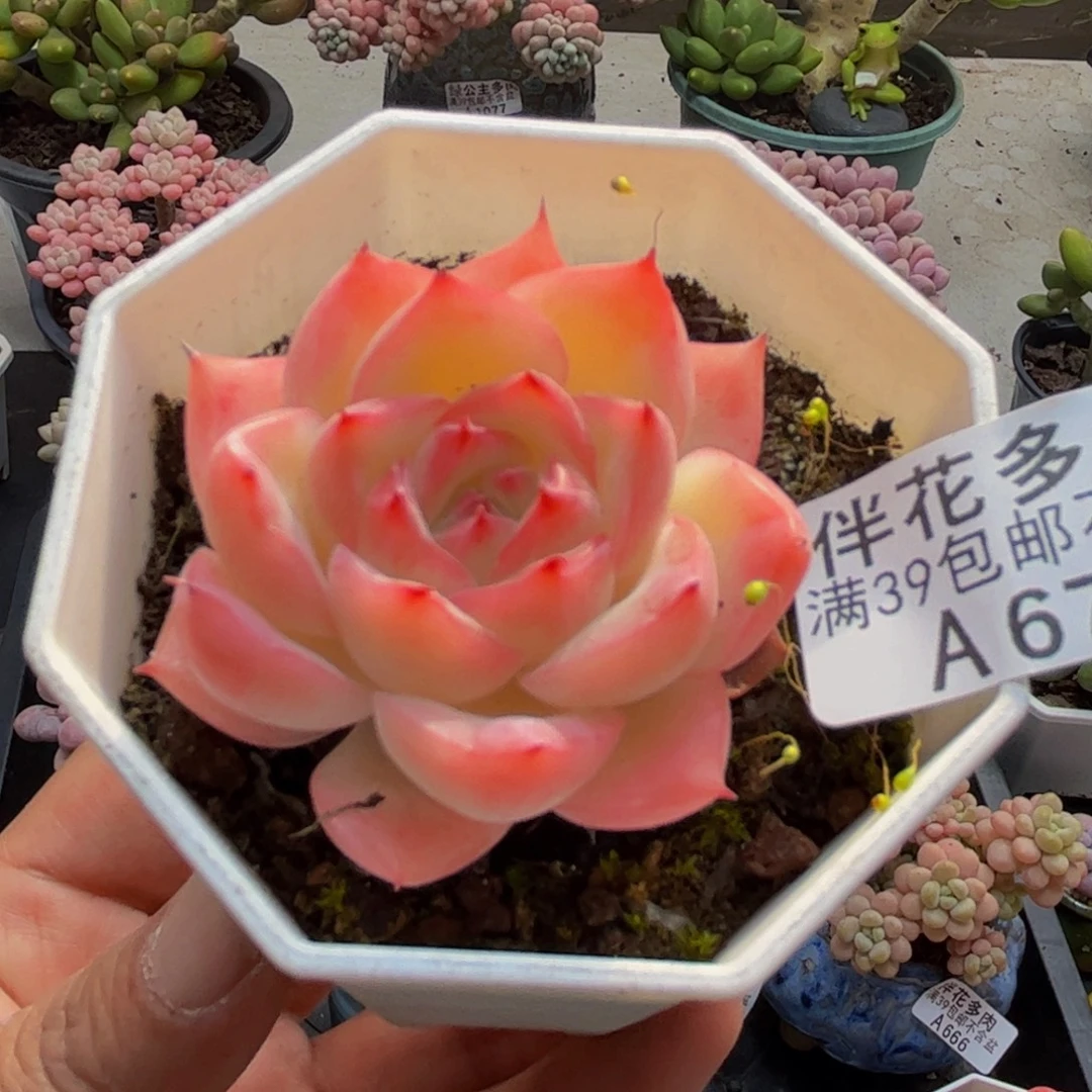 672冰魄5cm多肉植物