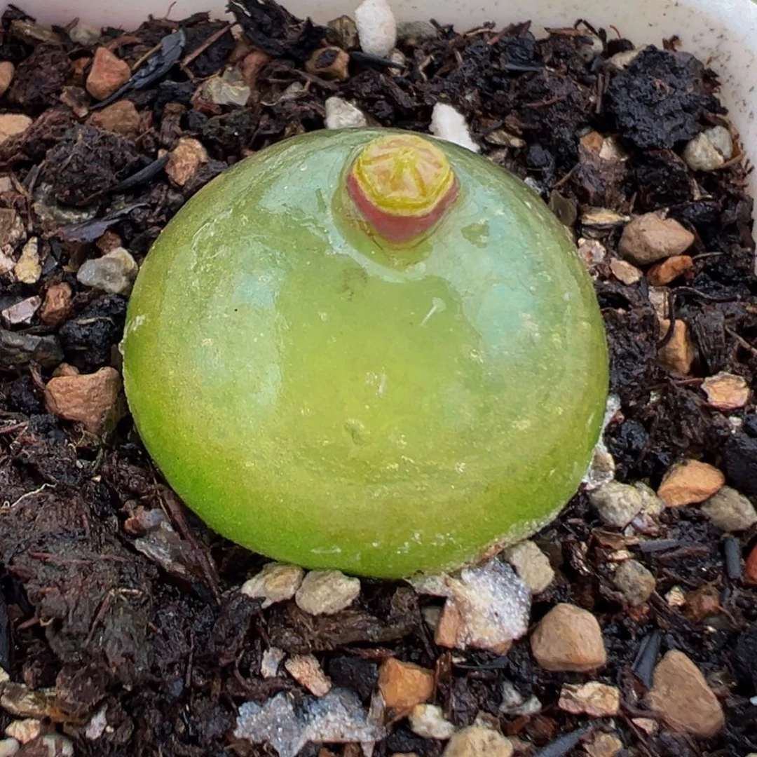 145多肉植物种类多样