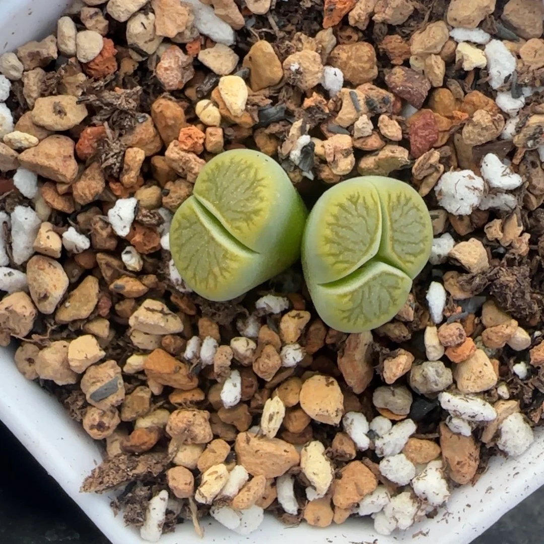 双头亮圈星空绿菊带奔福利