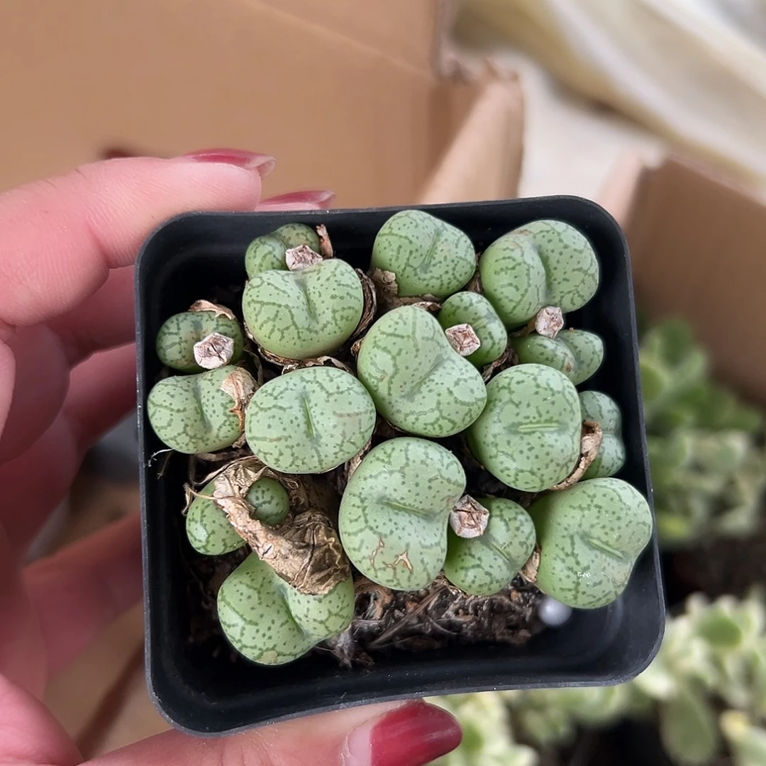 多肉植物多肉植物