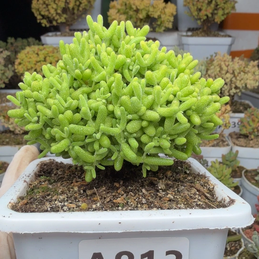 A813蜜橘糖球福利